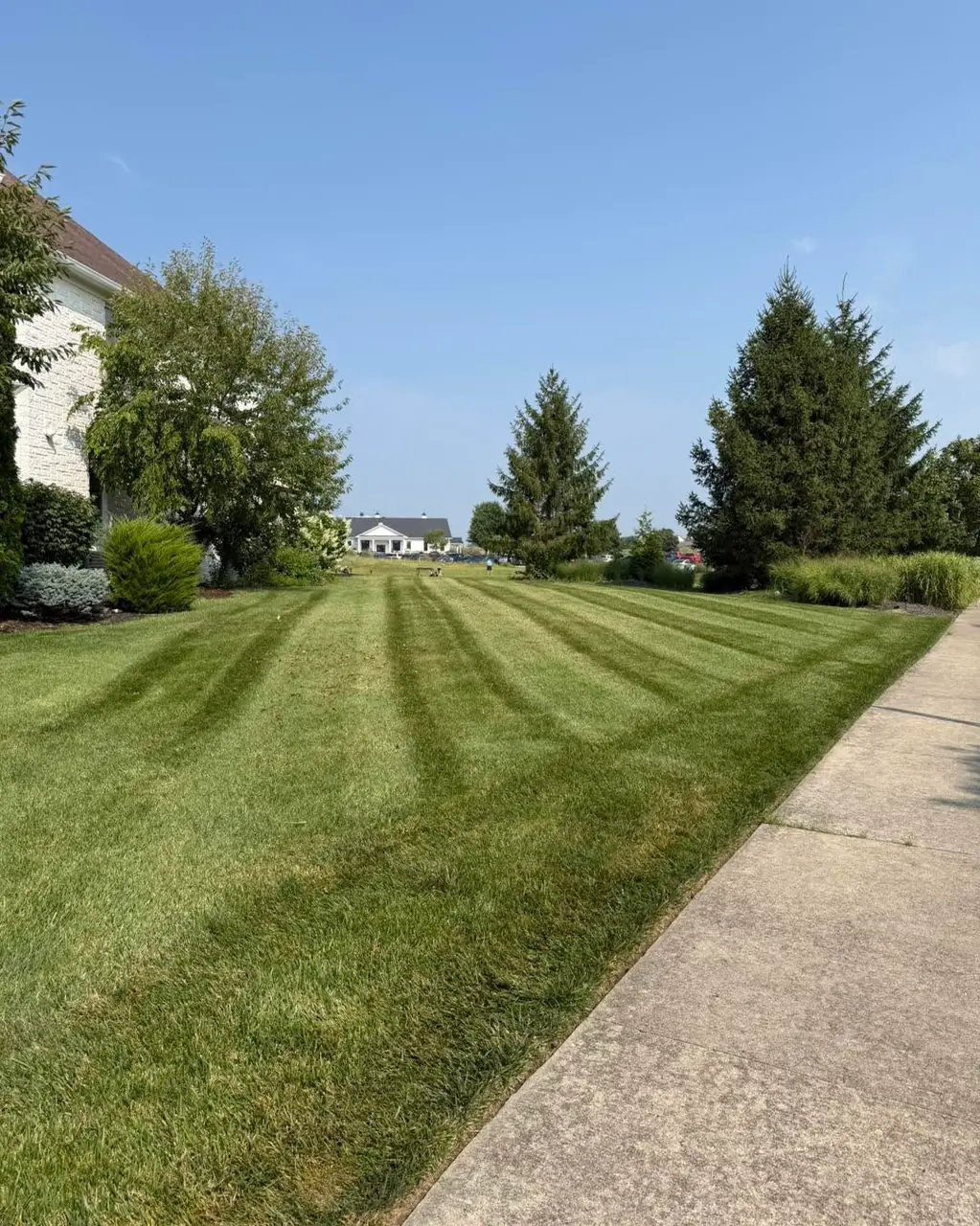 A front lawn mown in stripes alongside a concrete walk, framed by spruce trees