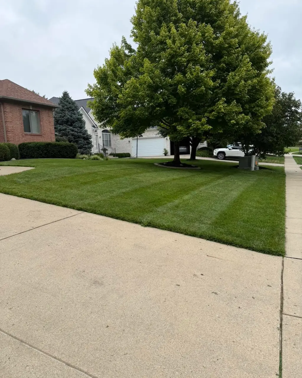 A front lawn striped around a large mature shade tree, seen from the driveway on an overcast day