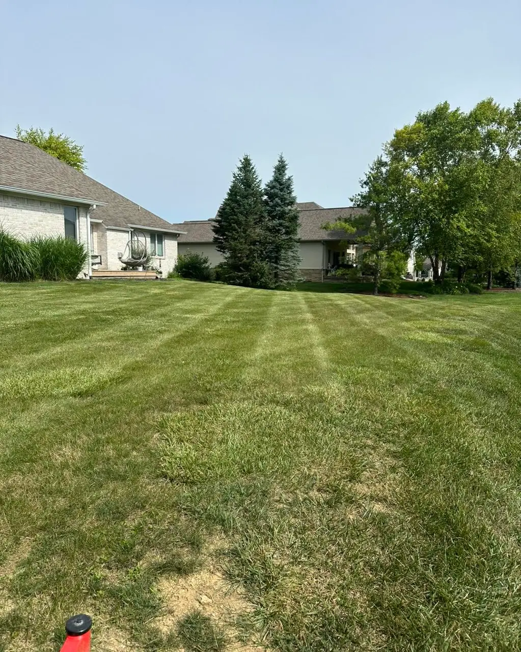 A wide open back lawn cut in stripes, with patches of thinner grass showing in the foreground